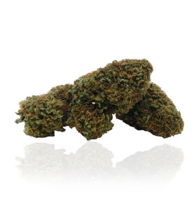 Infiorescenze di Orange Remedy Cannabis light CBD selezionata da Narnia Cannabis Crew, la migliore marijuana legale