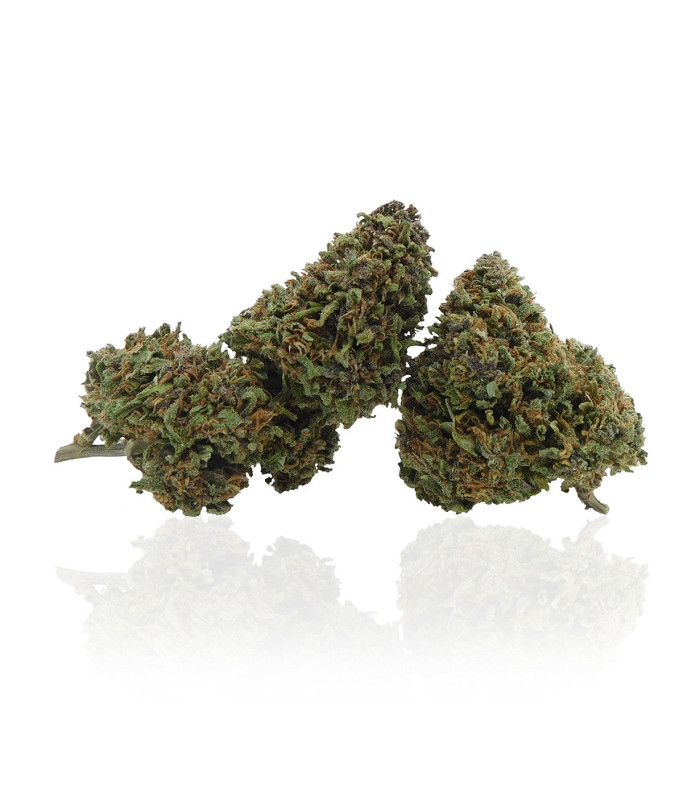 Foto Infiorescenze di Lemon Haze Cannabis Light CBD coltivata da Narnia Cannabis Crew, l'originale marijuana legale in Italia