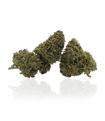 Foto Infiorescenze di Lemon Haze Cannabis Light CBD coltivata da Narnia Cannabis Crew, l'originale marijuana legale in Italia