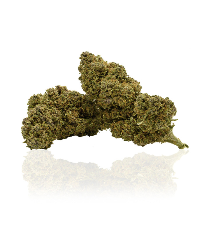 Infiorescenze di Gelato cannabis light CBD prodotta da Narnia Cannabis Crew, Originale varietà USA