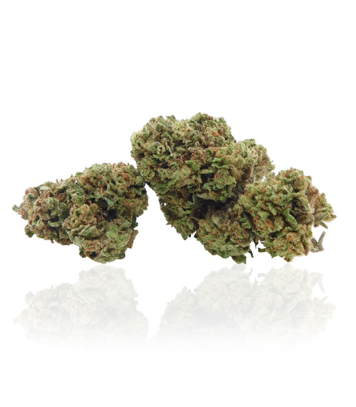 Critical Kush è la migliore Cannabis light online prodotte da Narnia Cannabis Crew, con aroma nocciolato e alto contenuto di CBD