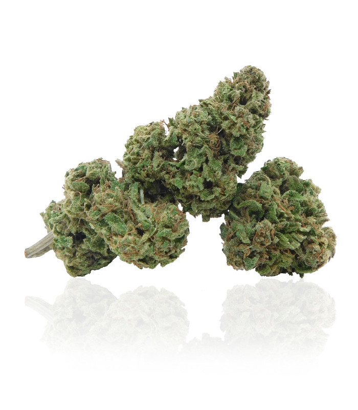 Jack Herer Nuova Cannabis light di qualità Narnia Cannabis