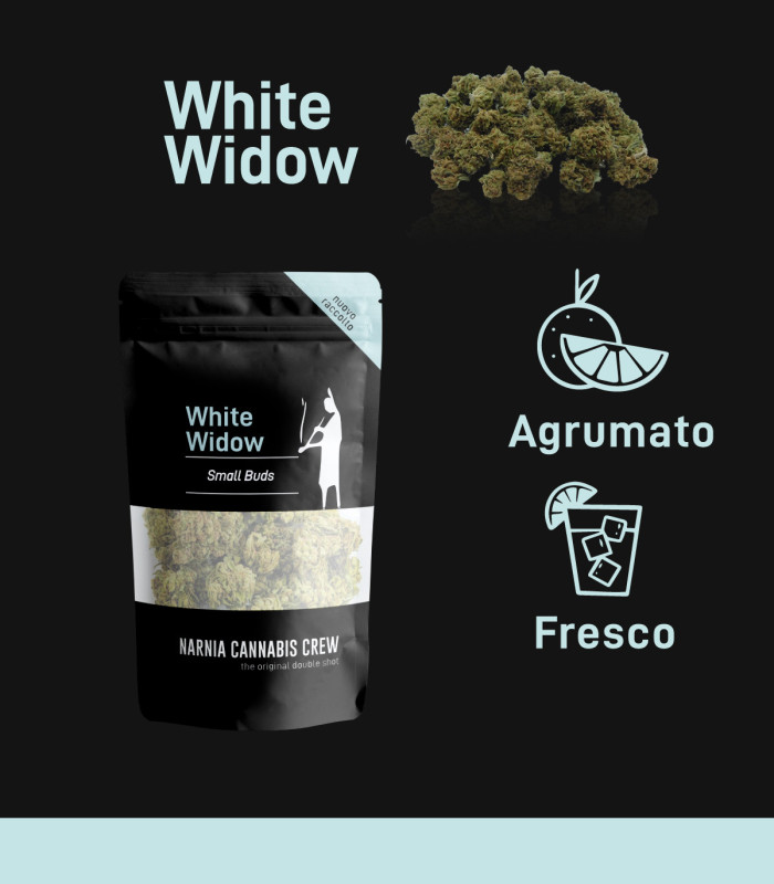 Infografica  small Buds e pop corn di erba light White Widow. I migliori fiori piccoli di cannabis light