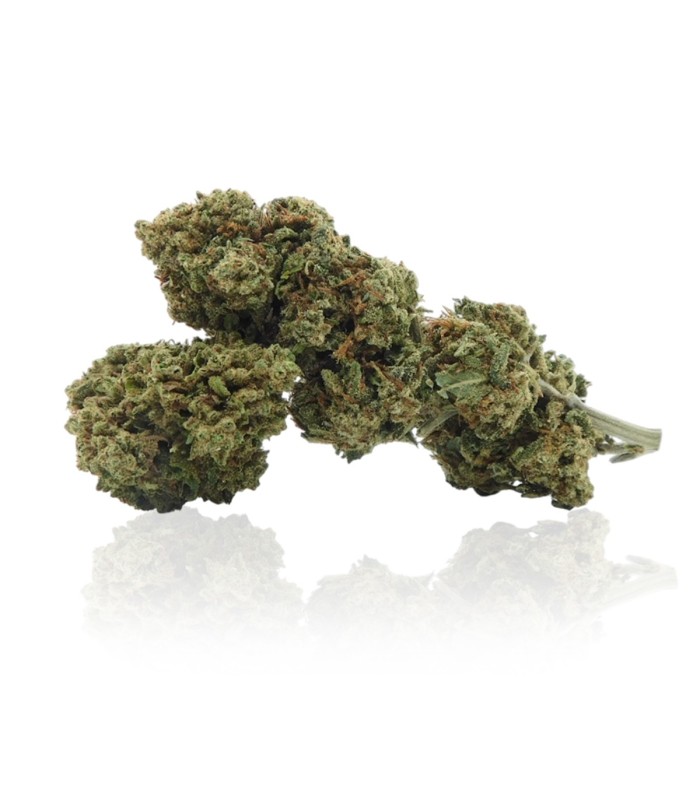 Infiorescenze di Blue Berry cannabis light CBD prodotta da Narnia Cannabis Crew