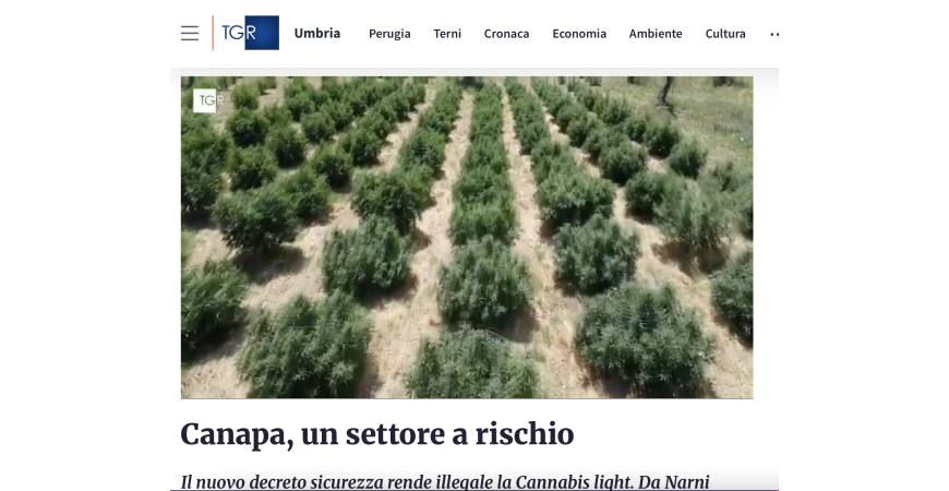 Canapa, un settore a rischio: La nostra intervista per TGR Umbria