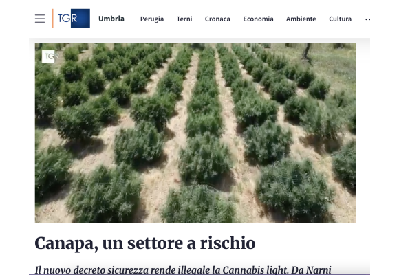 Canapa, un settore a rischio: La nostra intervista per TGR Umbria